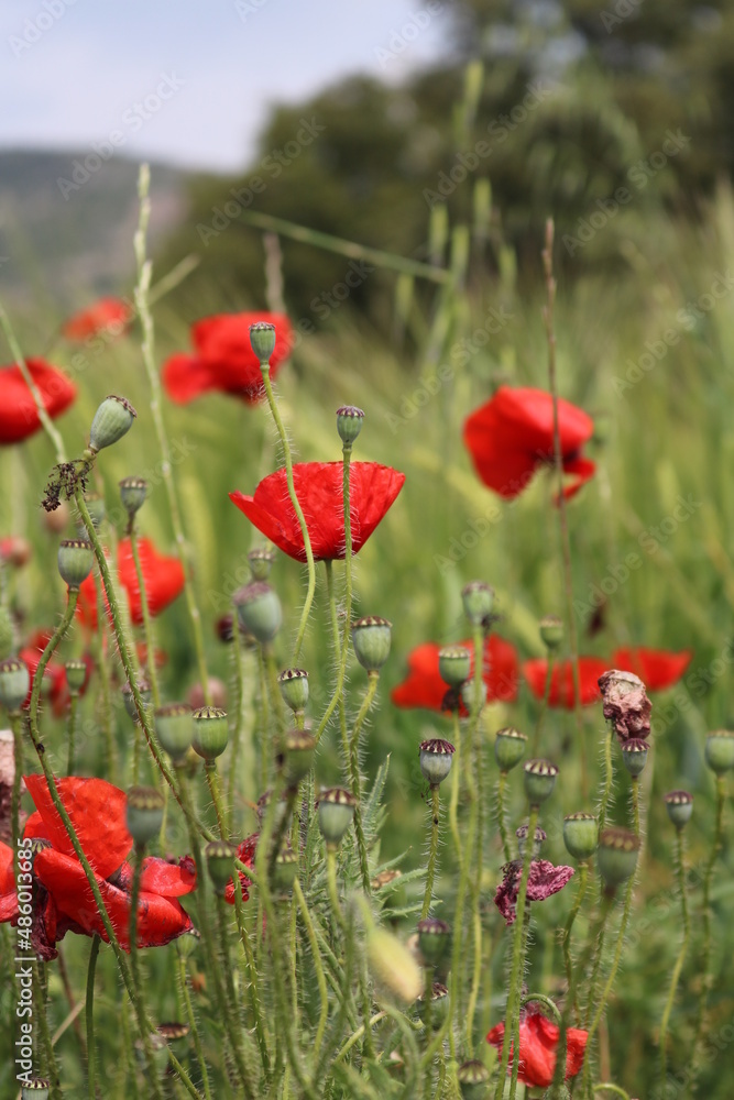 Fototapeta premium poppies in a meadow field