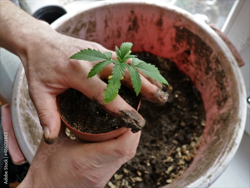 transplanting a young marijuana plant from a small pot into a large container with prepared soil, the process of transplanting a cannabis sprout into a large bucket at home