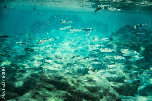 Fishes swimming underwater in sea © bruno135_406