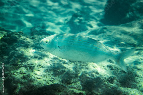 Fish swimming underwater in sea
