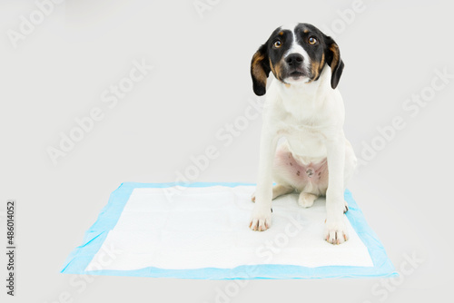 Puppy dog sitting on a pee disposables pad training. Isolated on gray background