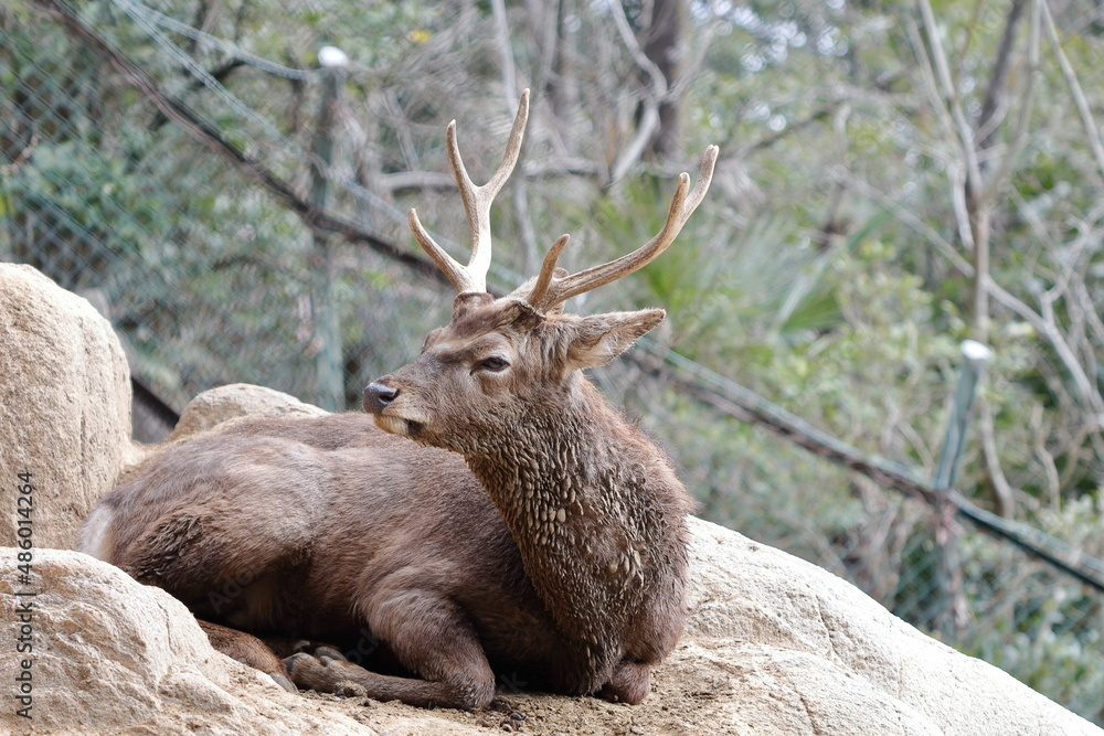 Fototapeta premium 蝦夷シカ
