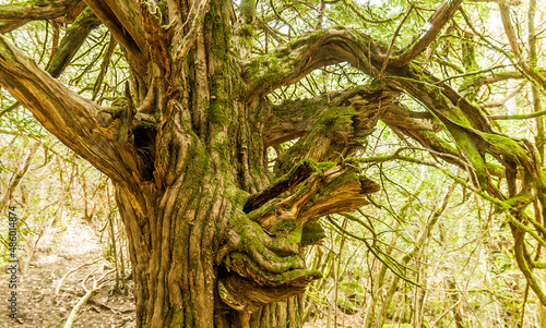 Canvas Print Trunk with lichens of an ancient yew tree in the forest of El Tejedelo, Teixedelo