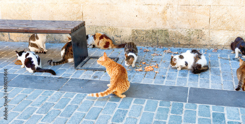 Canvas Print Street cats feed eat food