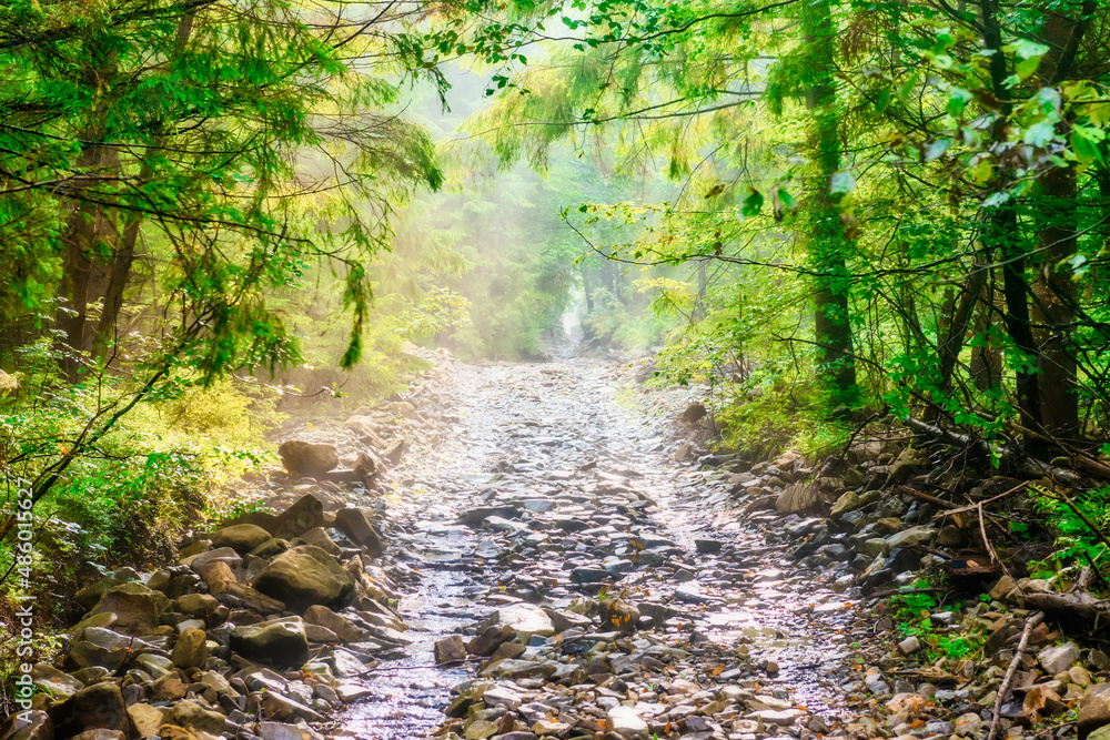 Obraz premium Path in green rain forest