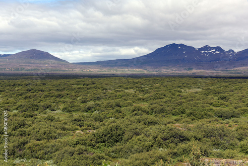 Vegetagion auf Lavafeldern im Nationalpark Thingvellir in Island