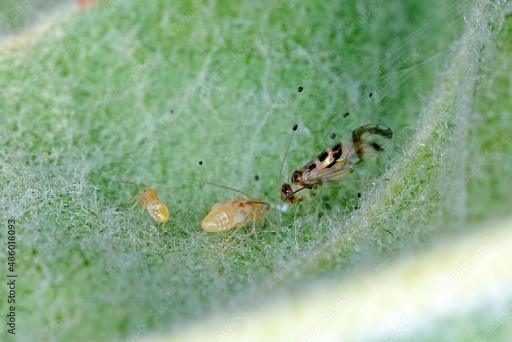 Barkfly Psocoptera crawl on green plants with high magnification. Adult and larvae on leaf beneath the shelter - a delicate web. Barkfly Psocoptera crawl on green plants with high magnification. Adult and larvae on leaf beneath the shelter - a delicate web.