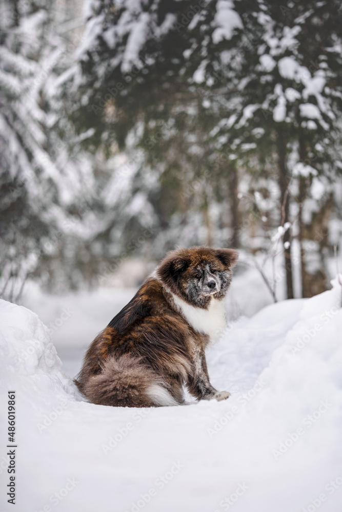 Fluffy Akita inu breed dog portrait walking in winter