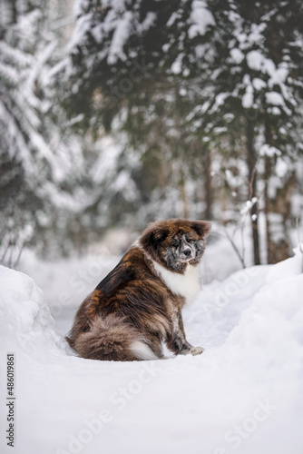 Fluffy Akita inu breed dog portrait walking in winter © Alexandra