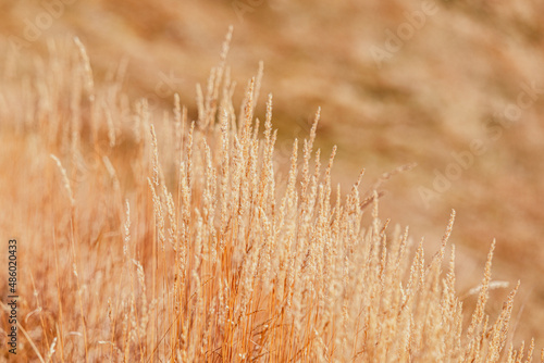 Dried autumn grass on the slope under the bright sun  Selective focus  bokeh 
