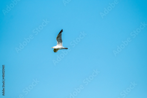 Single seagull flying in the sky in Ireland