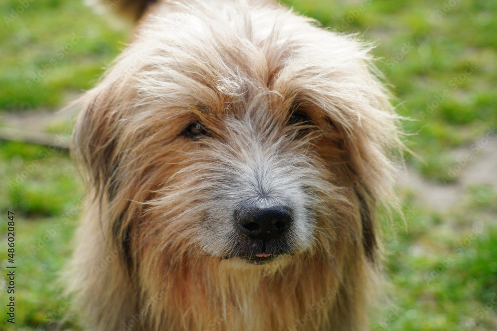 Portrait de chien de berger