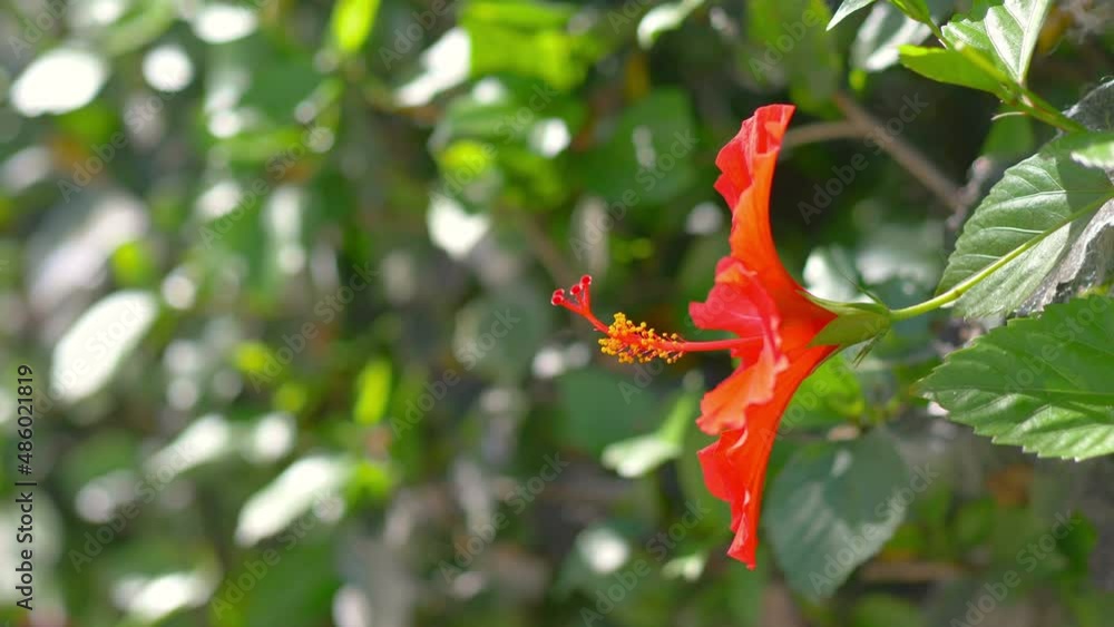 Red hibiscus flower in bloom in 4k slow motion 60fps Red hibiscus flower in bloom in 4k slow motion 60fps