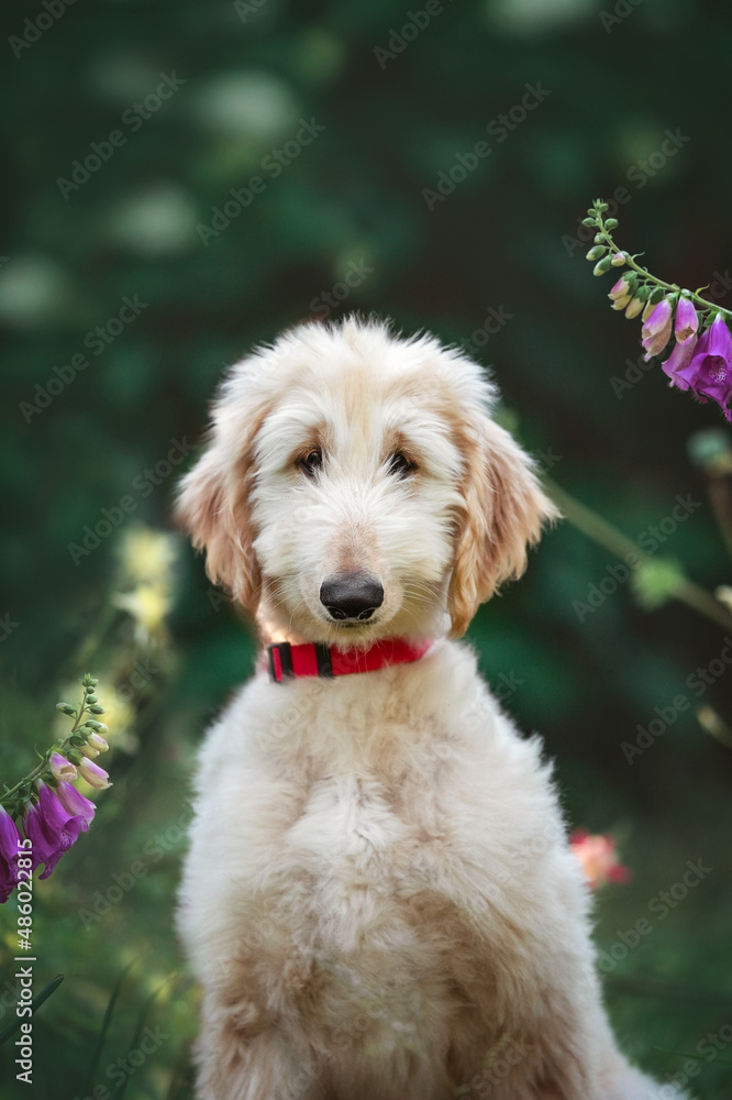 the afghan hound puppy breed dog portrait the afghan hound puppy breed dog portrait