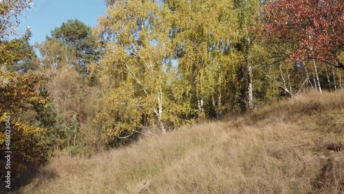 Wallpaper Mural Hillside covered with dry grass surrounded by trees in forest Torontodigital.ca