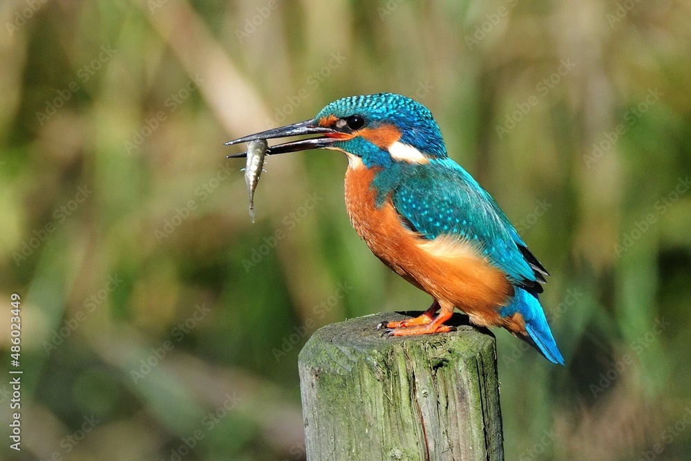 Fototapeta premium Ein Eisvogel (Alcedo athis) mit Beute auf seinem Ansitz.
