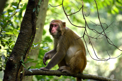 japanese macaque sitting on a tree photo