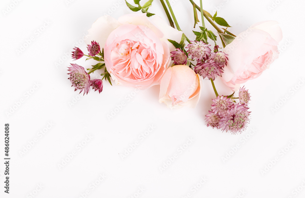 Festive pink flower rose frame on the white background. Festive pink flower rose frame on the white background.