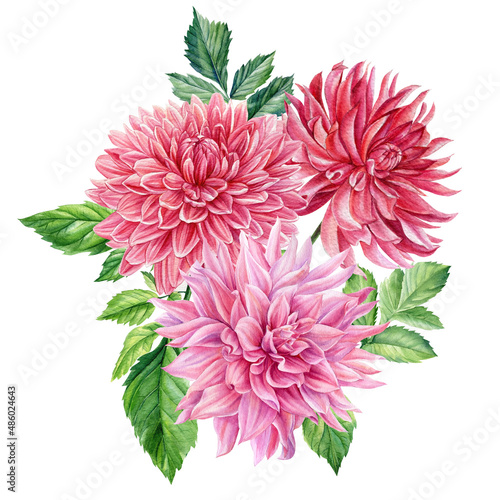 Dahlia, Chrysanthemum watercolor, hand drawn floral illustrations, autumn flowers isolated on white background.