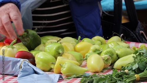 old woman handpicking chili peppers and putting them in a plastic bag