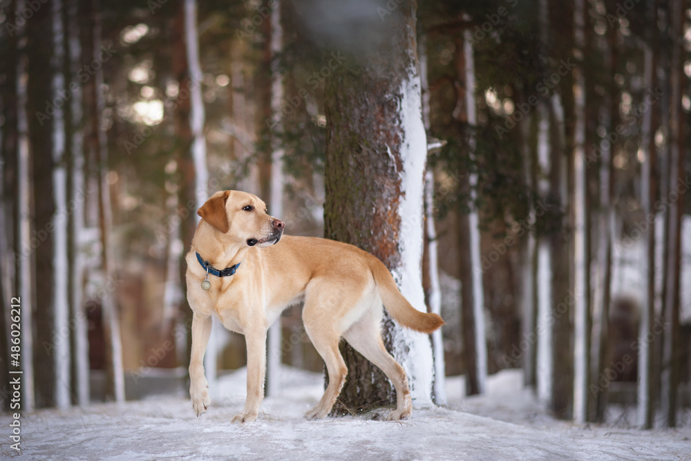 labrador dog playing in winter forrest portrait labrador dog playing in winter forrest portrait