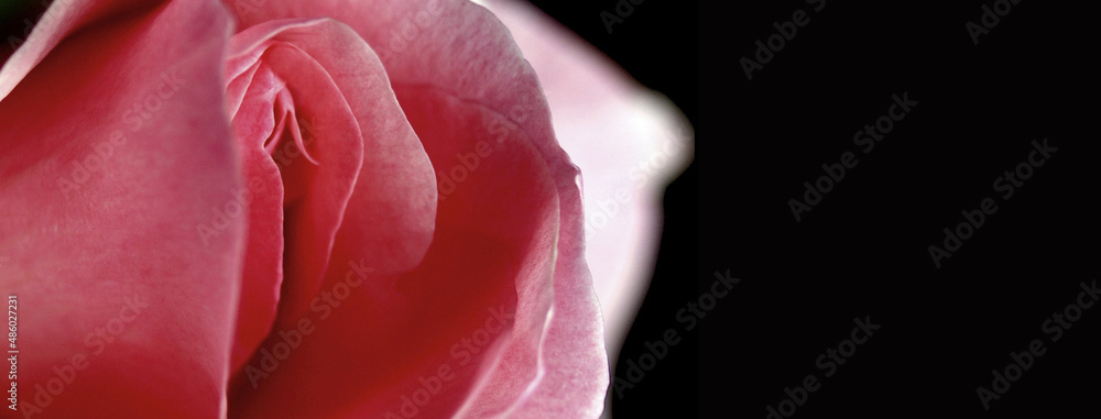 petal, Erotic rose flower, Flower imitating the female sex, visual allegories, visual metaphors, petal, Erotic rose flower, Flower imitating the female sex, visual allegories, visual metaphors,