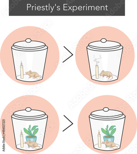 Priestley Experiment of Photosynthesis] vector ]illustra[tion