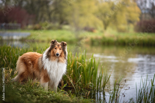ginger orange collie dog portrait autumn falls