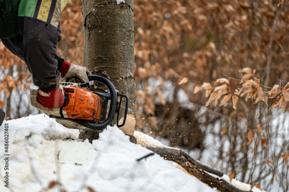 A lumberjack using a chainsaw in the forest. The Carpathian Mountains, Poland. A lumberjack using a chainsaw in the forest. The Carpathian Mountains, Poland.
