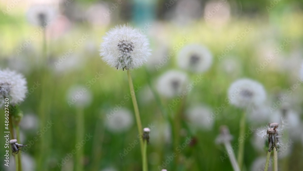 Glade of fresh meadow dandelions on a sunny spring day. Flowering dandelions. Excellent background for the expression of spring mood. Dandelion plant.