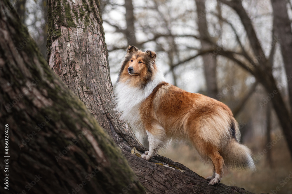 ginger orange collie dog portrait autumn falls ginger orange collie dog portrait autumn falls