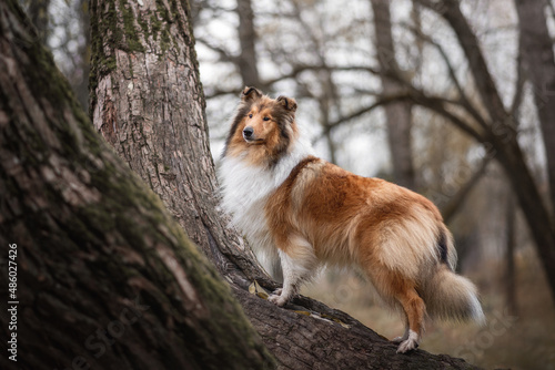 ginger orange collie dog portrait autumn falls