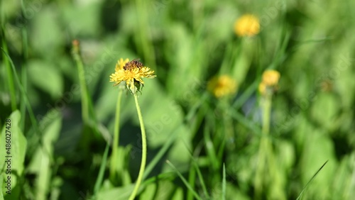The bee. Glade of fresh meadow dandelions on a sunny spring day. Flowering dandelions. Excellent background for the expression of spring mood. Dandelion plant.