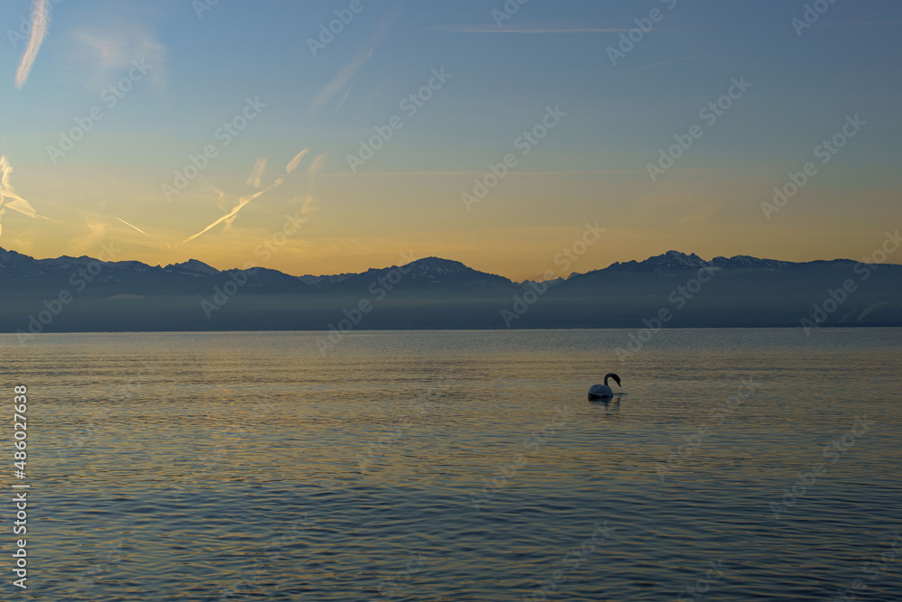 Swan in the sunrise