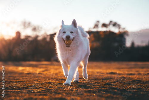 perro jugando