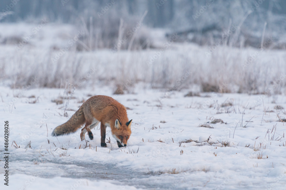 Fototapeta premium The red fox (Vulpes vulpes)