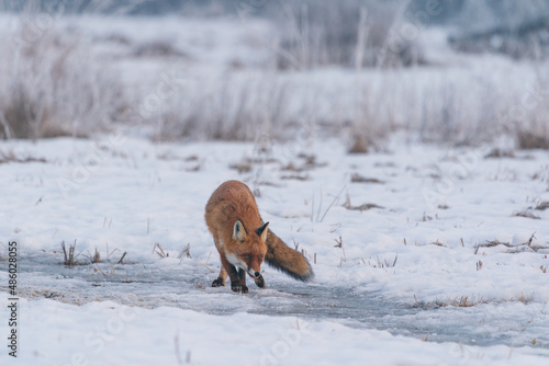 Obraz na plátně The red fox (Vulpes vulpes)