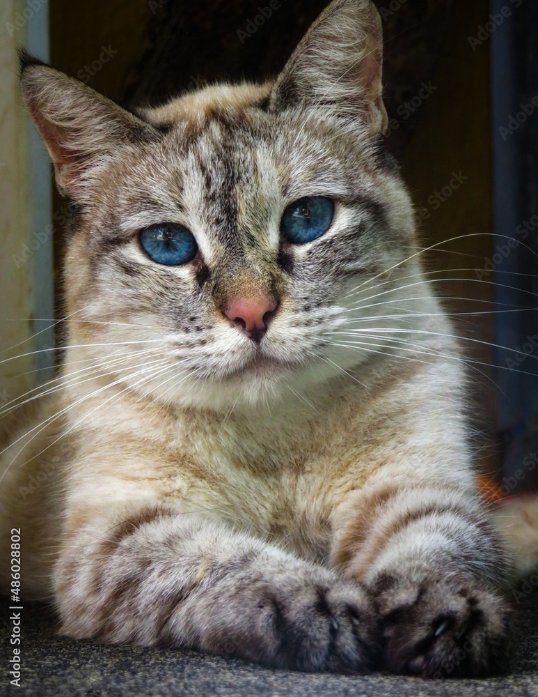 Obraz premium Tabby seal point