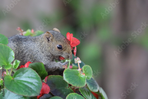 Photography the Squirrelsl Eat the Flower at nature