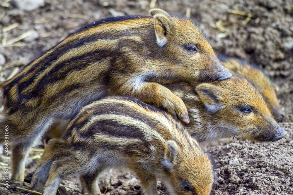 Junge Wildschweine toben herum Junge Wildschweine toben herum