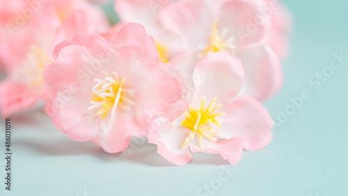 Cherry blossoms or sakura flowers on sky blue background  Spring or flora background  Nobody