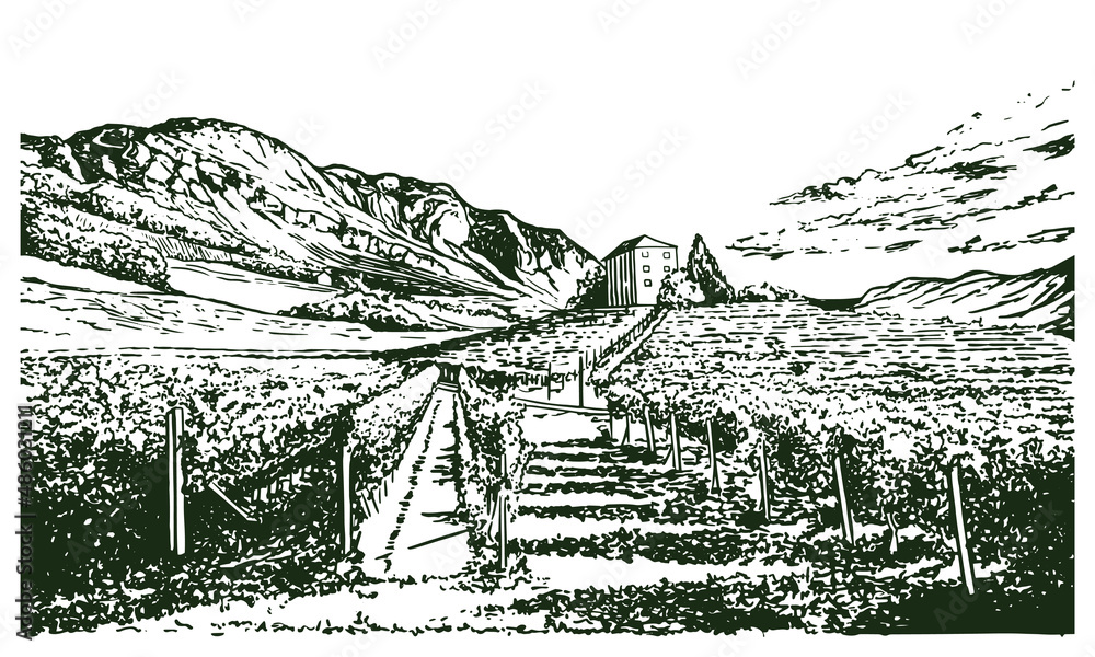 Vintage sketch illustration of vine farm. Vineyard vector drawing. Rural landscape illustration with grape fields