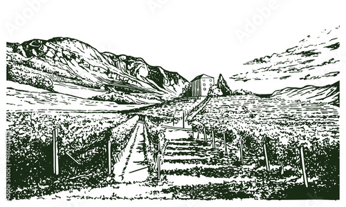 Vintage sketch illustration of vine farm. Vineyard vector drawing. Rural landscape illustration with grape fields