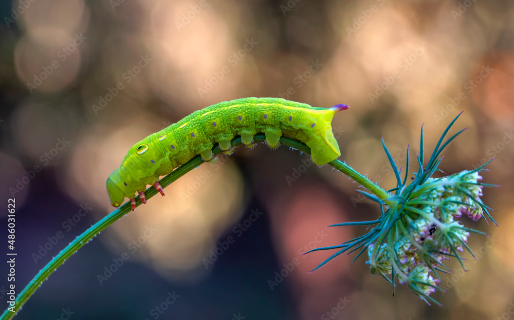 Naklejka premium Beautiful green caterpillar creeps on a green plant in the garden