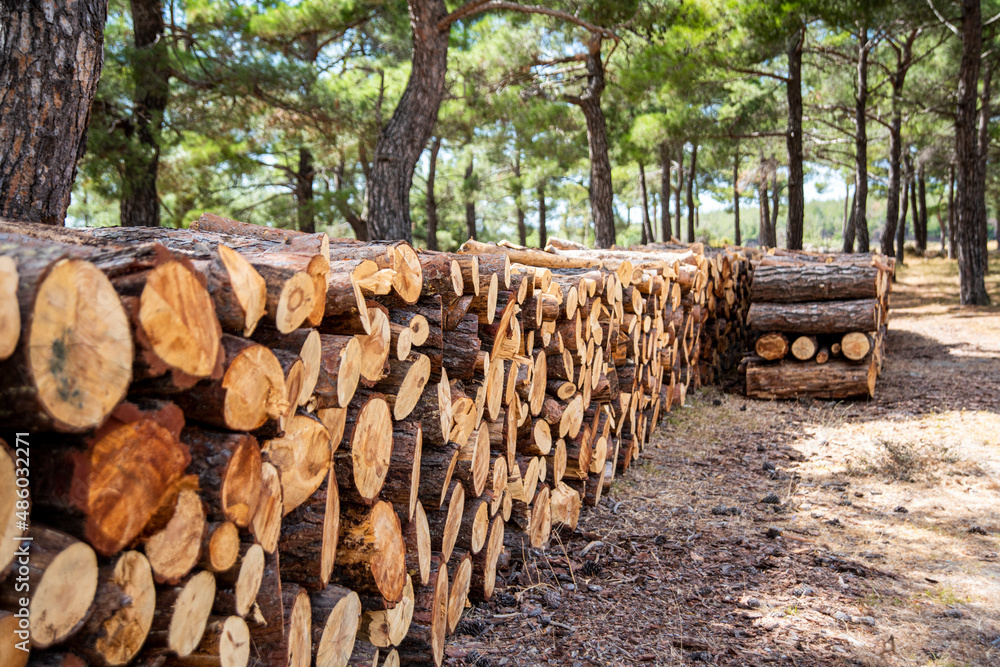 Fresh cut pine tree lumbers in the forest