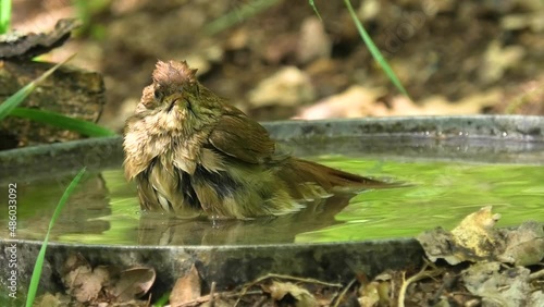 nightingale bathes