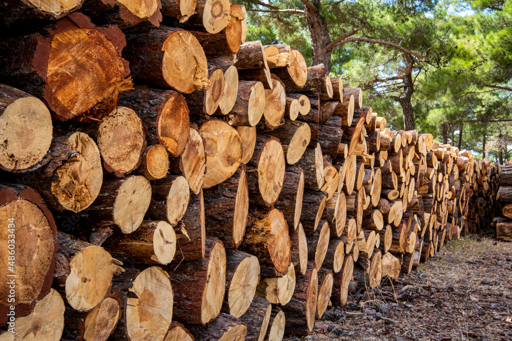 Fresh cut pine tree lumbers in the forest Fresh cut pine tree lumbers in the forest