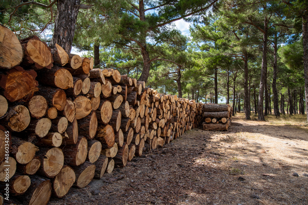 Fresh cut lumbers in the wood