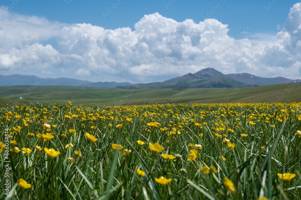 Beautiful blooming flowers with mountains and cloudy sky on background. Spring on Assy plateau.