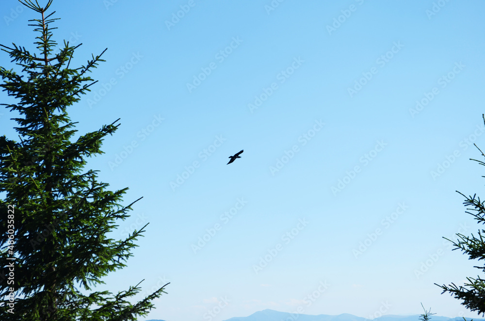 Flying crows in the blue sky above the forest. Flying crows in the blue sky above the forest.